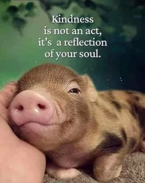 💗🐷💗 Just Checking In, Now Quotes, Inspirational Thoughts, Animal Quotes, Quotable Quotes, Animal Love, Just Saying, Wise Quotes, Good Thoughts