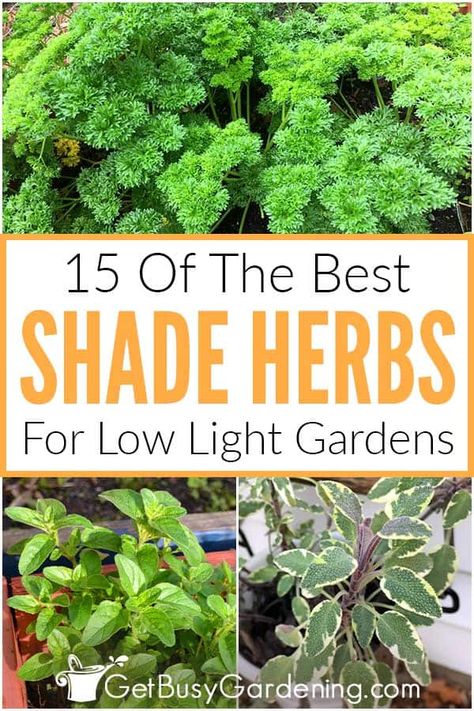 For beginner gardeners wondering if they can grow anything in their shadowy porches and backyards, I’m happy to share this list of 15 herbs that grow in the shade. Herb gardens are perfect for using shaded areas in your yard to yield beautiful and useful edible plants. My list includes a variety of shade herbs; some that prefer no sun, and some that like partial sun, so you can find the perfect choice for your yard. With tons of tips on care requirements included, it’s a perfect place to start. Shade Herbs, Garden Landscaping Design Ideas, Best Herbs To Grow, Growing Basil, Shade Garden Plants, Witch Garden, Fragrant Plant, Perennial Herbs, Tea Garden