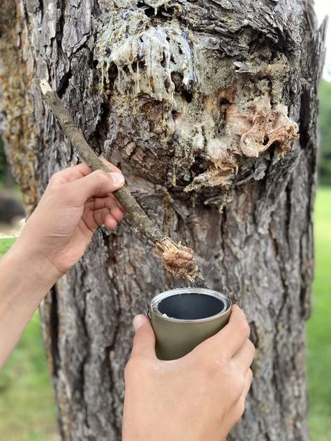 How to Make and Use Glue From Pine Resin : 6 Steps (with Pictures) - Instructables Best Fire Starter, Pine Pitch, How To Make Glue, Pine Needle Crafts, Pine Resin, Wood Charcoal, Diy Pinecone, Tree Sap, Make Tea