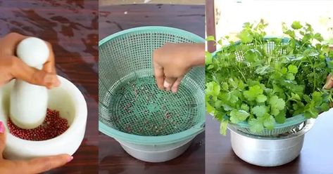 Cultivate Fresh Coriander at Home in Water: A Comprehensive Guide Growing Coriander, Growing Cilantro, Coriander Seeds, Cilantro, In Water, Seeds, Step By Step, Tray, At Home