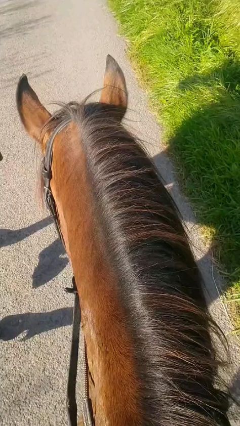 Horse Riding Snapchat, Snapchat Video, Freddie Highmore, Honda Cub, Black And White Picture Wall, Horse Wallpaper, Horse Aesthetic, Brown Horse, Horse Photos