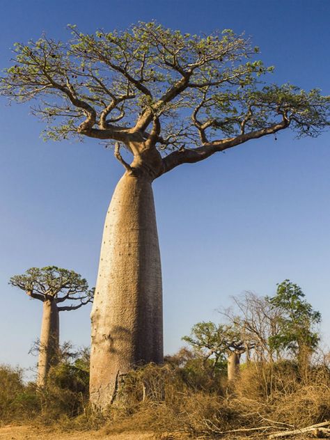 Adansonia digitata (Baobab) is the largest succulent plant in the world. The main stem may reach enormous proportions of up to 92 feet... Africa Trees, African Tree, Baobab Tree, Baobab Oil, Tree Seeds, Unique Trees, Trees And Shrubs, Beautiful Tree, Madagascar