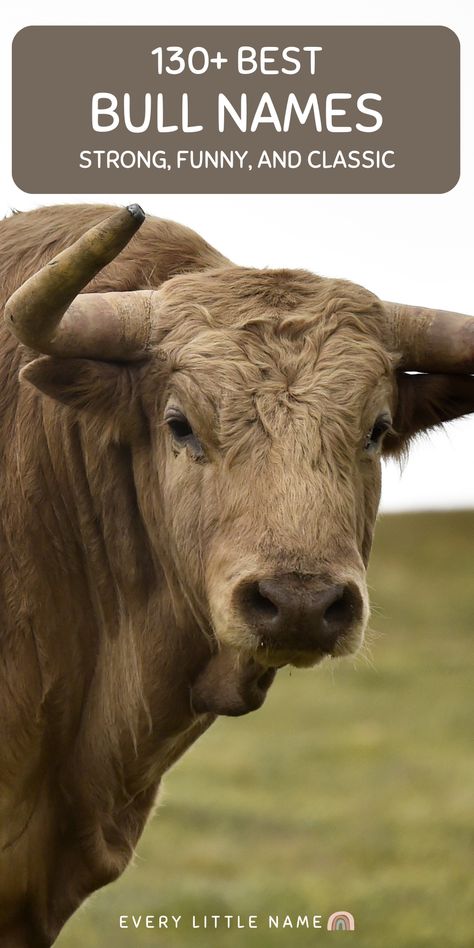 Bulls are male cattle known for their impressive horns used for defense and fighting. Read the best bull names that are strong, funny, and cool. Steer Names Show, Cute Show Steer Names, Show Steer Names, Steer Names, Cow Names Ideas, Bull Names, Funny Cow Names, Country Name List, Funny Animal Names