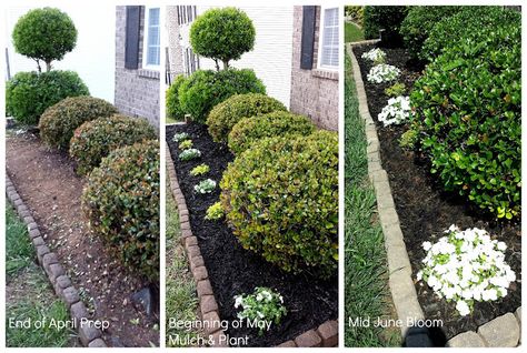 Green Perennials + White Annuals + Black Mulch (same color scheme used on the deck) (2015 NC) @nyclqinteriors Mulch Colors, Black Mulch Landscaping, Cheap Garden Sheds, Brown Mulch, Front Landscape, Yard Makeover, Mulch Landscaping, Landscaping With Boulders, Gardening Landscaping