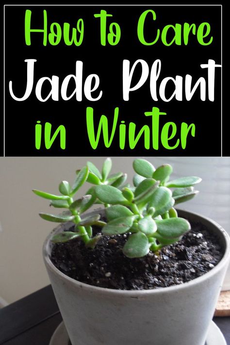 Winter Care, Jade Plant, Succulent Care, Jade Plants, Move It, Drought Tolerant, Indoor Plants, House Plants, Succulent