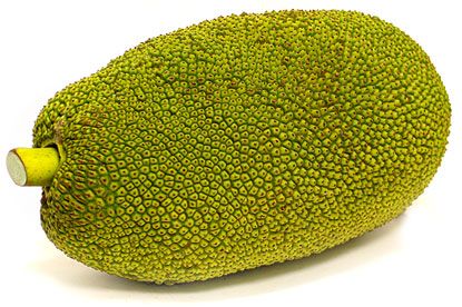 The largest of all tree-borne fruits, jack fruit is oval-shaped and knobbly-skinned. This fruit can weigh up to eighty or ninety pounds. The average size for a jack fruit is three feet long and eighteen inches wide weighing in at forty to fifty pounds.  The flavor of its pink, golden, or cream-colored juicy flesh is very sweet, with a hint of melon, mango, papaya, and banana. Jackfruit Plant, Mango Images, Jackfruit Tree, Jack Fruit, Fruit Health Benefits, Strange Fruit, Food Types, Fruit Benefits, Organic Fruits And Vegetables