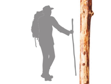 How Tall Should a Walking Stick Be? – Boys' Life magazine How To Make A Walking Stick, Diy Hiking Stick, Walking Sticks Ideas Homemade, Diy Walking Stick, Wood Hiking Stick, Horse Projects, Handmade Walking Sticks, Walking Staff, Hand Carved Walking Sticks