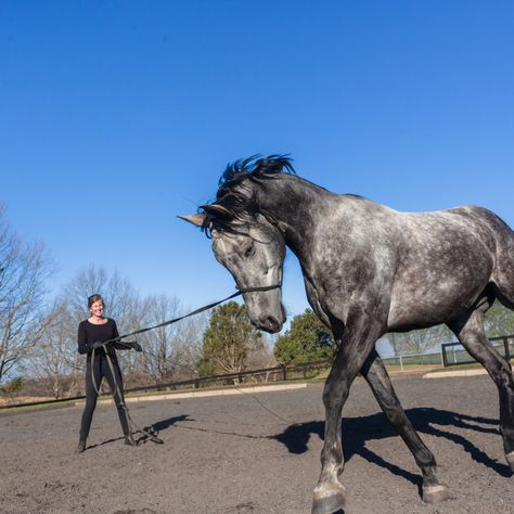 Groundwork Exercises for Horses 3 Working With Horses, Horse Training Aesthetic, Horse Ground Work, Horse Trainer Aesthetic, Horse Jobs, Ground Work For Horses, Lunging Horse, Horse Groundwork, Lesson Horse