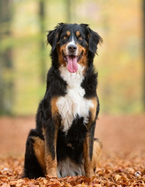 Photo : chien de race Bouvier Bernois sur Woopets Mountain Dog, Bernese Mountain, Bernese Mountain Dog, Mountain Dogs, Books Wattpad, Wattpad, Dogs, Books, Animals