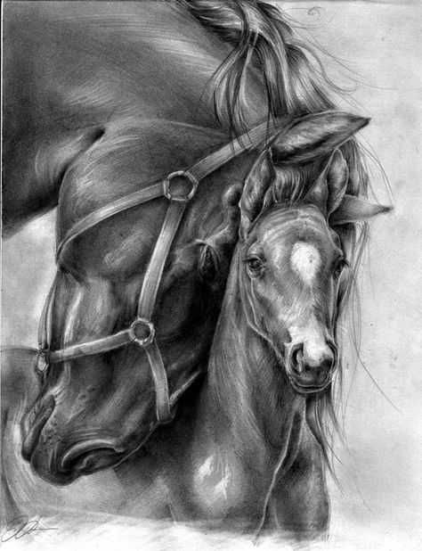 Realistic Animal Pencil Drawings (36) Cai Arabi, Horse Pencil Drawing, Pencil Drawings Of Animals, Horse Sketch, Horse Artwork, Charcoal Drawings, Horse Drawing, Horse Drawings, Art Pencil