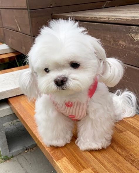 Bichon Frise Puppies For Sale | Chicago, IL Teacup Bichon Frise, Bichon Dog, Bichon Frise Puppy, Cute Teacup Puppies, Saved Images, Dog Breeds List, Dog Poop Bag Holder, Bichon Frise Dogs, Cute Small Animals