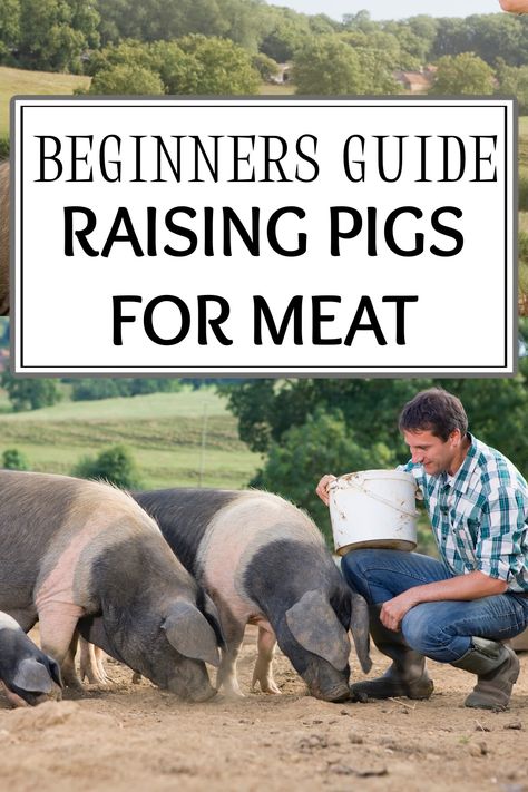 Pig Diet, Pastured Pigs, Hog Farm, Raising Pigs, Pig Pen, Pig House, Farm Plans, Pig Farming, Goat Farming