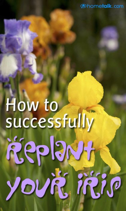 How to Successfully Replant Your Iris! Iris Garden Ideas, Iris Care, Iris Flowers Garden, Plant Advice, Growing Irises, Perennial Flowers, Gardening Hacks, Iris Garden, Garden Help