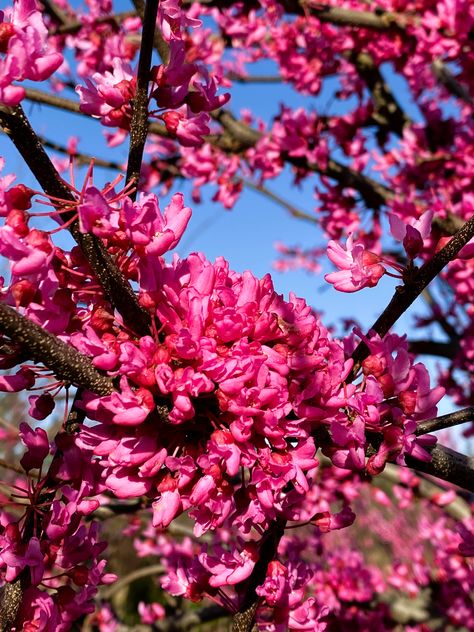 Rising Sun Redbud, Eastern Redbud Tree, Black Walnut Tree, Eastern Redbud, Redbud Tree, Specimen Trees, House Yard, Beautiful Pink Flowers, Pink Trees