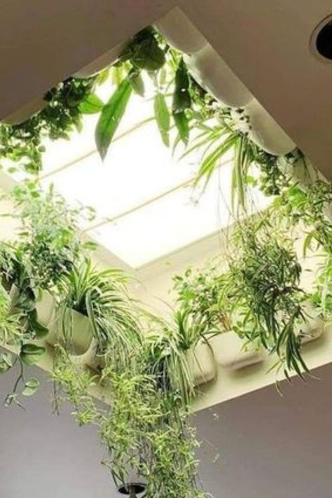 A 'Green Ceiling' to Your Home نباتات منزلية, House Plants Decor, Room With Plants, House Goals, Dream Rooms, Dream House Decor, Dream Home Design, Decoration Design, 인테리어 디자인