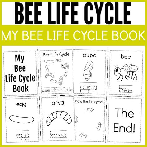 bee life cycle activity book  Cute and educational activity for kids to help learn about bee life cycles. Bee Homeschool Activities, All About Bees For Kids, Bee Inquiry Kindergarten, Bee Art Activities, Bee Activities Kindergarten, Bees Kindergarten Activities, Life Cycle Of A Bee Free Printable, Bee Learning Activities For Kids, Bee Lessons For Preschoolers