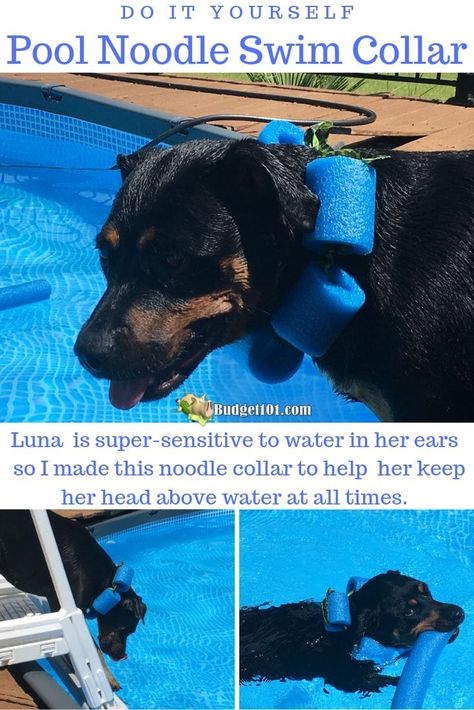 Repurpose a Pool Noodle into a handy Swim Collar for Dogs to keep them afloat & help keep water out of their ears! #Budget101 #DogsLife #DIY Pool Noodle For Dog Collar, Diy Dog Floats For Pool, Dog Towel Enrichment, Diy Dog Cone, Pool Dog Ramp, Dog Pool Diy, Diy Hydrotherapy For Dogs, Dog Falling, Dog Pool Ladder