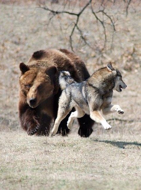 . Wolf Poses, Wolf Running, Wolf Hybrid, Manchester Terrier, Brown Bears, Wolf Pictures, Beautiful Wolves, Funny Dog Pictures, Grizzly Bear