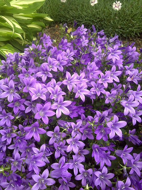 Purple Perennials, Have Inspiration, Flowers Gardening, Flower Gardens, Gardening Flowers, Perennial Garden, Gardening Landscaping, Flower Gardening, Flowers Perennials