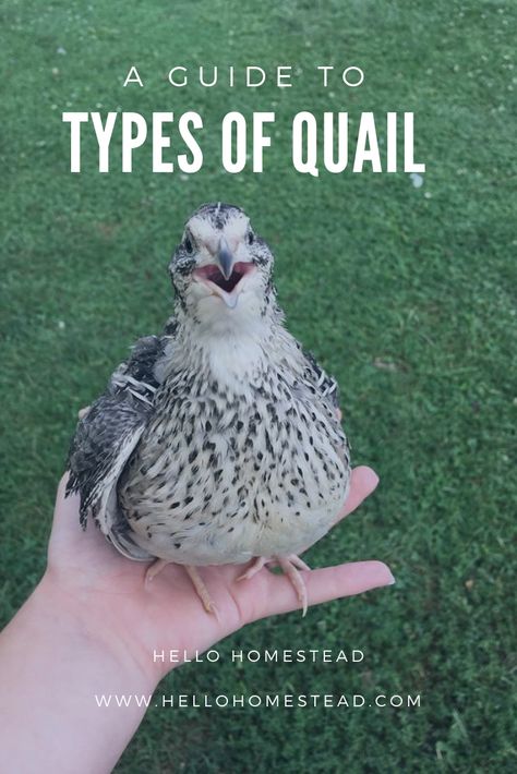 Quail are a cute, quirky alternative poultry to raise on your homestead. If you have decided to raise quail on your homestead, the next step is to choose what type of quail to get. #quail #cute #cutebird #quirky #bird #birds #cutebird #fowl #cutefowl #babyquail #babybird #chicks #chick Quail Farming Ideas, Types Of Quail Birds, Quail Ground Pen, Pet Quail, Quail Enclosure Ideas, Quail Pen Ideas, Quail Aviary Ideas, Jumbo Quail, Types Of Quail