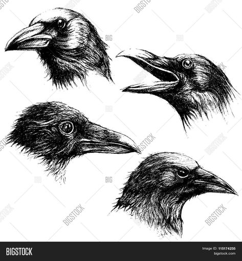 Crow head drawing line work vector Crow Head Drawing, Raven Head Drawing, Crow Head Tattoo, Bird Head Drawing, Wolf Crystal, Crow Head, Rabe Tattoo, Crow Images, Crows Drawing