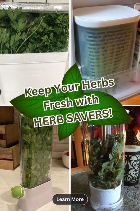 herb saver containers Storing Fresh Herbs, Fresh Herbs Storage, Store Fresh Herbs, Herb Storage, Stay Fresh, Holistic Healing, Fresh Herbs, Make Sure, Herbs