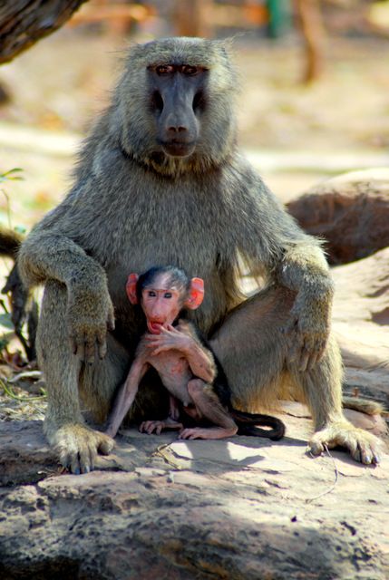 Day 195: Baboons, Mole national park (Ghana) Monkey Pictures, Power Animal, Monkeys Funny, Monkey Business, Cute Monkey, Baboon, Accra, Baby Monkey, African Elephant