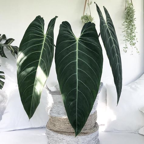 Philodendron Melanochrysum Philodendron Melanochrysum, Philodendron Plant, Plants Are Friends, Indoor Jungle, Elephant Ears, House Plants Decor, Thanks For Sharing, Green Life, Plant Lady