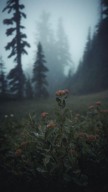 Moody Pacific Northwest, Moody Forest Photography, Green Fall Aesthetic Wallpaper, Pacific Northwest Aesthetic, Prairie Aesthetic, Storm Aesthetic, Allegheny National Forest, Dreamy Forest, Moody Vibes