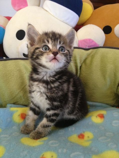 6 weeks old brown tabby kitten, look at his cute face:) Brown Tabby Kitten, 6 Week Old Kitten, Cute Kitten Pics, White Tabby Cat, Serious Cat, Brown Tabby, Grey Kitten, Fluffy Kittens, Sleeping Kitten