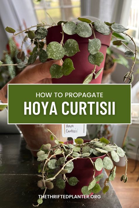 Learn how easy it can be to propagate your Hoya Curtisii plant! Propagate Hoya, Hoya Curtisii, Rare Hoya, Houseplant Care, Orchid Bark, Scale Insects, Insecticidal Soap, Spider Mites, Neem Oil