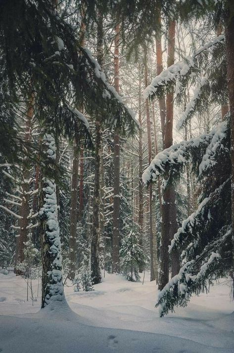 Winter Warlock, Trees In The Forest, Winter Board, Iphone Wallpaper Winter, Winter Outdoors, Painting Snow, Forest Background, Winter Fairy, Beautiful Trees