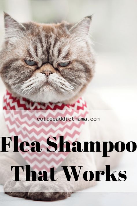 Diy Cat Bath Soap, Diy Cat Bath Wipes, Diy Dog Flea Shampoo, Homemade Flea Shampoo For Cats, Flea Bath For Cats, Diy Cat Food Recipe, Diy Herbal Bath Salts, Homemade Flea Shampoo, Flea Shampoo For Dogs