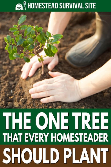 Homesteading Diy, Homestead Farm, Homestead Gardens, Homesteading Skills, Food Forest, Backyard Farming, Homestead Survival, Hobby Farms, Off Grid Living