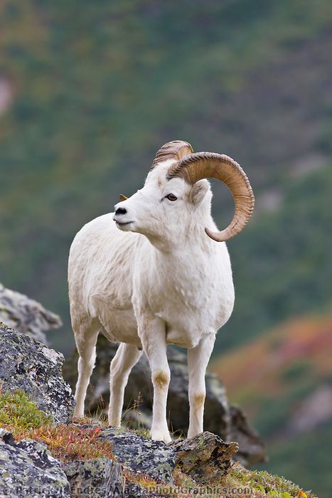 Ram Pictures, Sheep Reference, Ram Portrait, African Animals Photography, Dall Sheep, Ram Sheep, Suffolk Sheep, Mountain Sheep, North American Animals