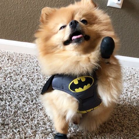 Batman- #dog #cute #omg #daily #pomeranian #trending #adorable #pet #animal #smile #love #motivation #fun #beautiful #life #swag #amazing #diy #costume #doit #happy #yay #batman #halloween #viral #superhero Pomeranian Halloween Costume, Animal Smile, Cute Dog Halloween Costumes, Batman Dog, Batman Halloween, Dog Education, Batman Suit, Cute Pomeranian, Pet Halloween Costumes