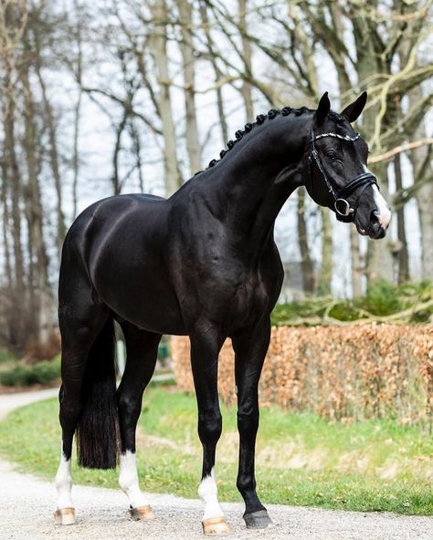 Stal Rom Vermunt on Instagram: “🐰🐣Happy Easter 🐰🐣 #omarsharif #forbreeding #premiumstallion #kwpn #oldenburgpferdezuchtverband #stalbrinkman #escamillo #blackstallion…” Black Dutch Warmblood, Black Warmblood Horse, Black Warmblood, Black Thoroughbred, Kwpn Horse, Kathiyawadi Horse, Dutch Warmblood, Horse Coat Colors, Warmblood Horses