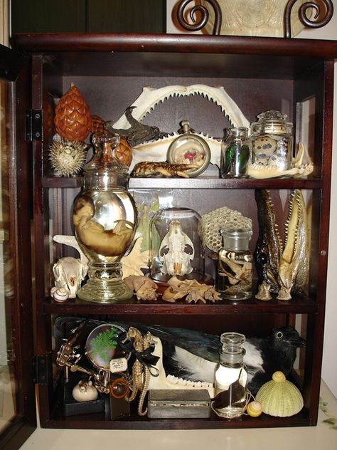 A Cabinet of Curiosities - A Complete and Full Curiosity Cabinet - Natural History Theme - Beautiful Taxidermy Oddities Collection, Cabinet Of Curiosity, Curiosity Cabinet, Art Coquillage, My Own, Vulture Culture, Cabinet Of Curiosities, Natural Curiosities, Curio Cabinet