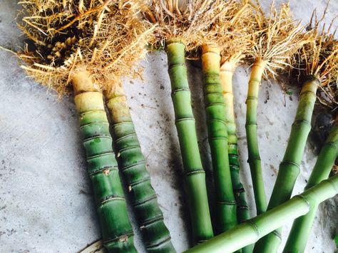 Bamboo roots Escrima Sticks, Antique Bamboo, Bamboo Roots, Hiking Sticks, Walking Canes