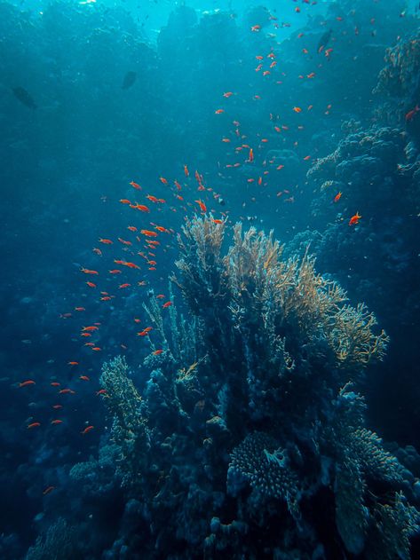 Under The Ocean Photography, Reef Aesthetic, Ocean Reef, Coral Reef Aesthetic, Underwater Reef Photography, Coral Reef With Fish, Underwater Photography Ocean Coral Reefs, Sea Life Animals, Coral Reef Horizontal