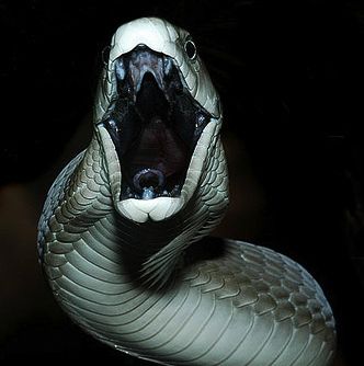 Explore DFBothma photos on Flickr. DFBothma has uploaded 25 photos to Flickr. Black Mamba Snake, Mamba Snake, The Black Mamba, Venomous Snake, Pretty Snakes, Snake Venom, Reptile Snakes, King Cobra, Rare Animals