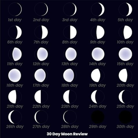 Vector 30 day moon set a chart of moon r... | Premium Vector #Freepik #vector #lunar-phases #moon-phases Moon Phases Drawing, Date Of The Month, Moon Chart, Moon Set, Lunar Phases, Ramadan Decor, Moon Setting, Lunar Phase, Moon Cycles