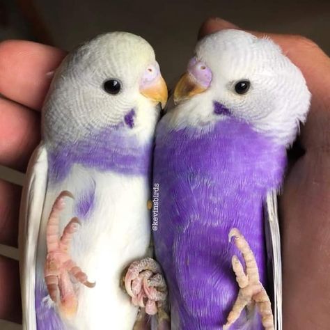 Budgies Bird, Budgie Parakeet, Amazing Birds, Funny Parrots, Parakeets, Bird Supplies, Pretty Animals, Funny Birds, Exotic Birds