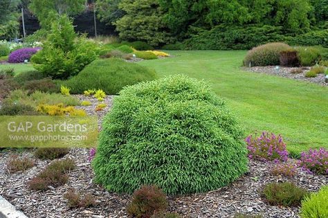 Cryptomeria japonica 'globosa nana' Cryptomeria Japonica, Shade Landscaping, Front Walkway, Plant Photography, Walkway, Garden Plants, Gap, Yard, Stock Photos