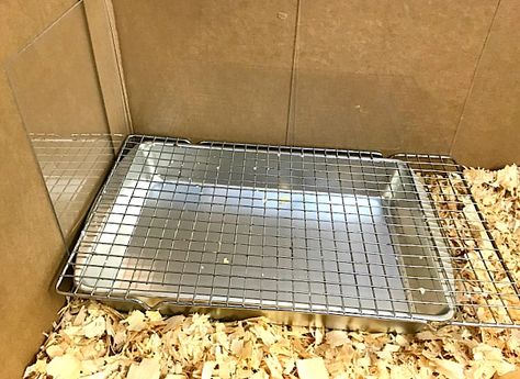 Duck Pen Ideas Diy Simple, Easy Diy Chicken Coop Plans, Duck Housing, Chicken Waterer Diy, Raising Meat Chickens, Chicken Brooder, Best Egg Laying Chickens, Raising Quail, Backyard Chicken Coop Plans