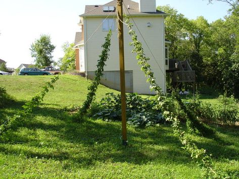 Hop Trellis, Hop Growing, Hops Trellis, Teepee Trellis, Post Hole Diggers, Trellis System, Landscape Timbers, Trellis Design, Vegetable Garden Design