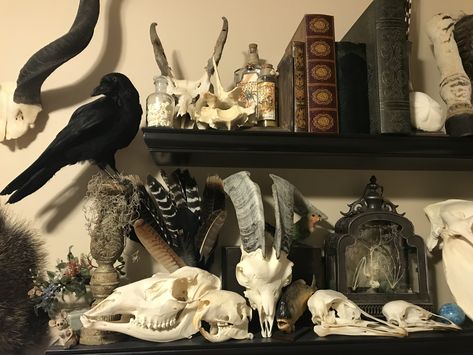 Taxidermist Aesthetic, Oddity Aesthetic, Bone Collection Display, Bone Collection Aesthetic, Oddity Wall, Oddity Shelf, Oddities Display, Taxidermy Aesthetic Dark, Oddity Taxidermy