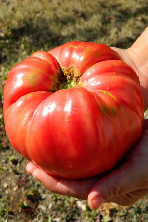 How To Grow Huge Tomatoes! 3 Tomatoes Varieties That Grow Big Tomato Blight, Rainbow Tomatoes, Tomato Suckers, Tomato Disease, Pruning Tomato Plants, Tomato Growers, Tomato Pruning, Amaryllis Plant, Big Tomato