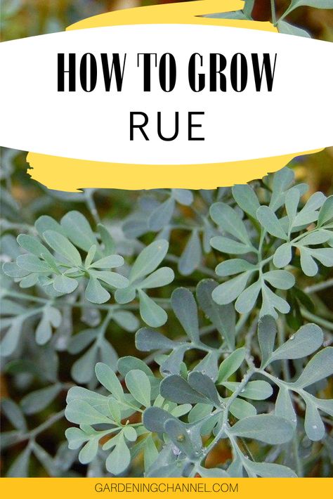 Learn how to grow and harvest rue. Follow these gardening tips to dry rue for floral arrangements or to repel pests. #gardeningchannel #gardening #herbgardening #growingrue Rue Plant Magic, Rue Herb Uses, Greenhouse Herbs, Rue Plant, Rue Herb, Herb Magic, Medicinal Wild Plants, Sturgeon Moon, Micro Farm