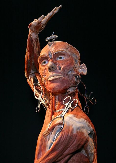 Gunther von Hagens Gunther Von Hagens Body Works, Gunther Von Hagens, Unusual Things, Human Form, Gcse Art, Art Education, Body Works, Art Inspo, Buddha Statue